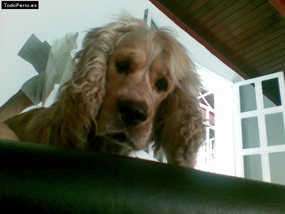 La foto del perro