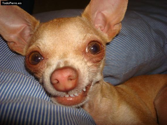 La foto del perro