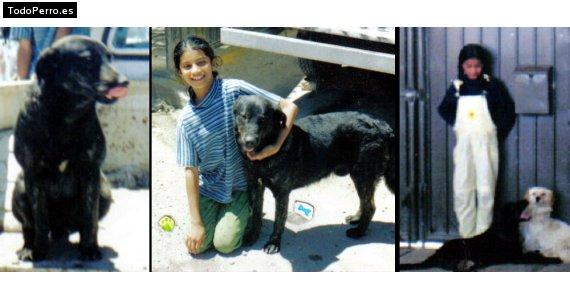 Foto del perro Negro