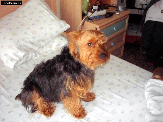 La foto del perro