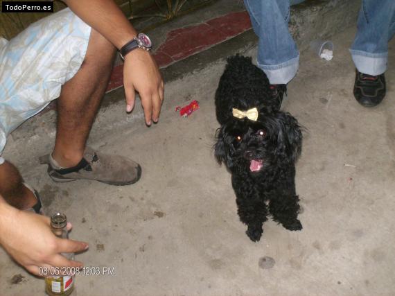 La foto del perro