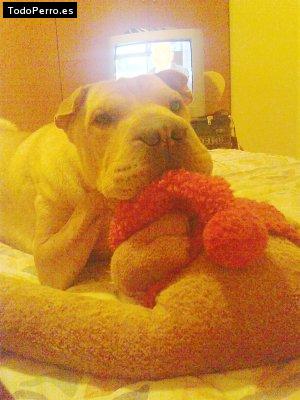 La foto del perro