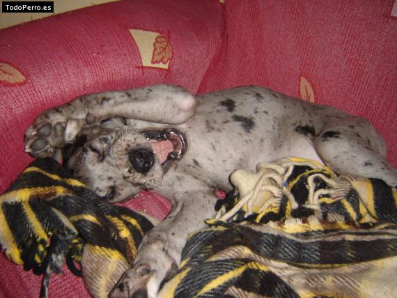 La foto del perro