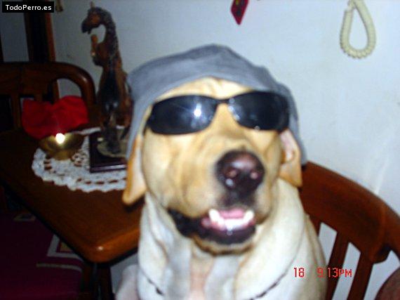 La foto del perro