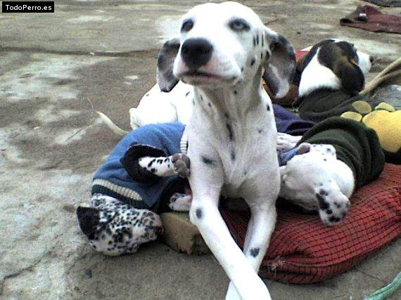 La foto del perro