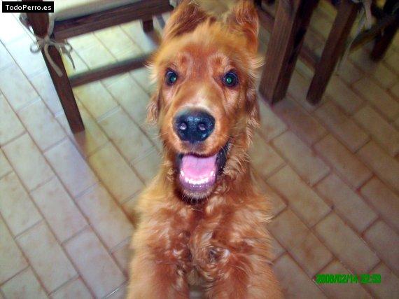 La foto del perro