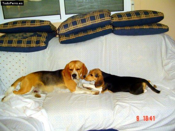La foto del perro