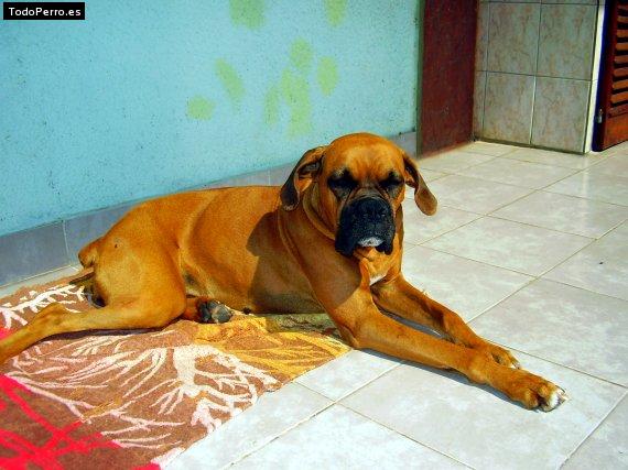 La foto del perro