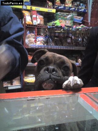La foto del perro