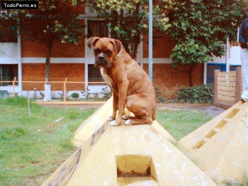 La foto del perro