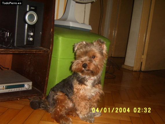 La foto del perro