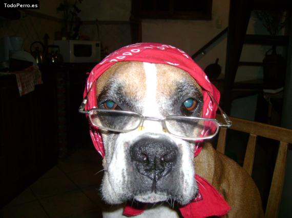 La foto del perro