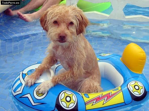 La foto del perro