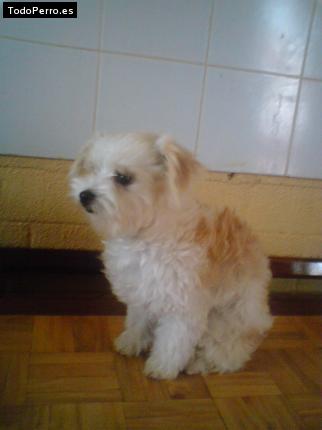 Foto del perro Sugar