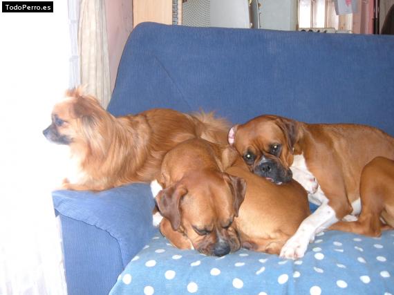 La foto del perro