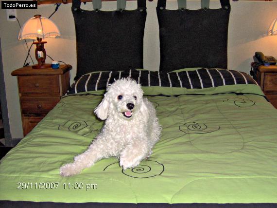 La foto del perro