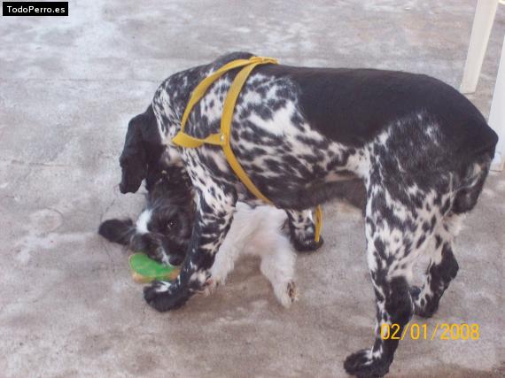 La foto del perro