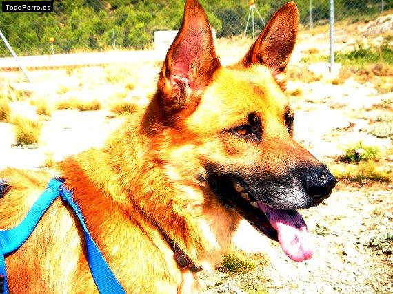 La foto del perro