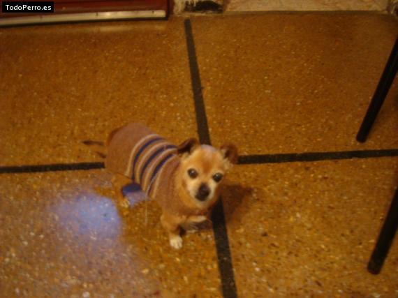 La foto del perro