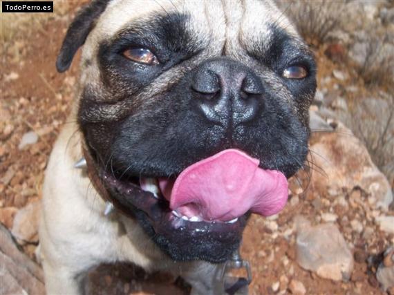 La foto del perro