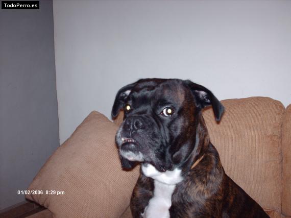 La foto del perro