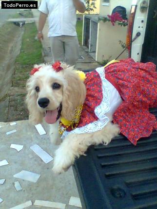 La foto del perro