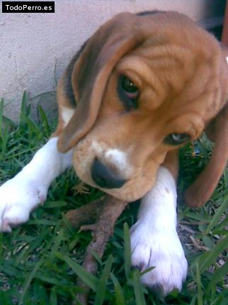 La foto del perro