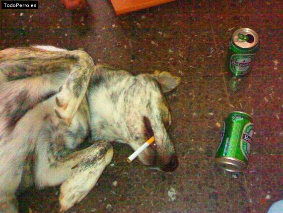 La foto del perro