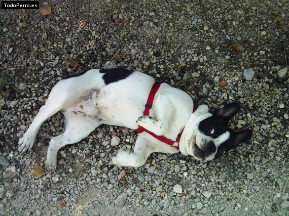 La foto del perro