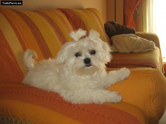 La foto del perro