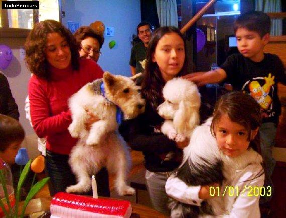 La foto del perro