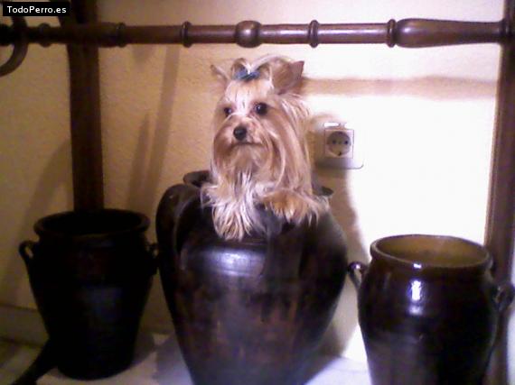 La foto del perro