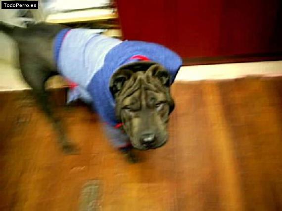 La foto del perro