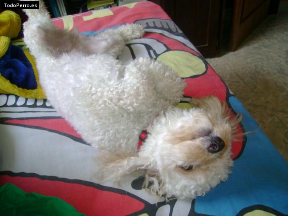 La foto del perro