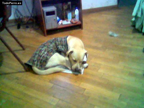 La foto del perro
