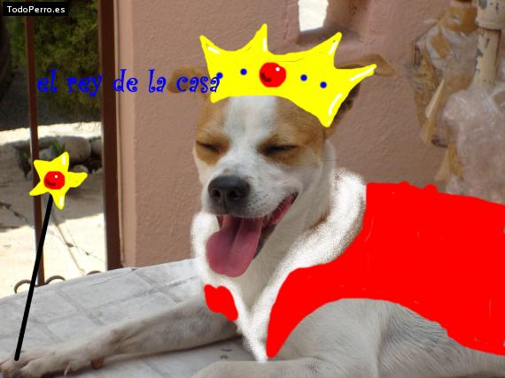 La foto del perro