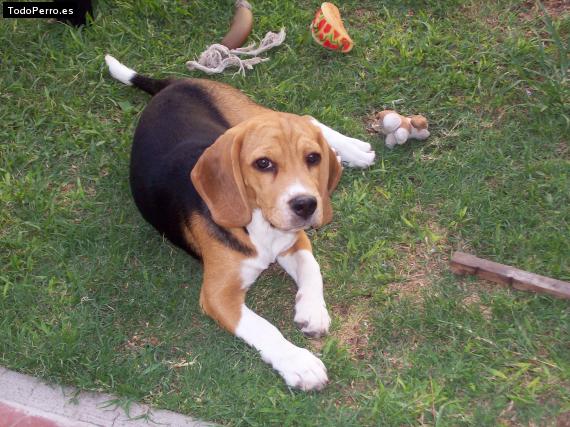 La foto del perro