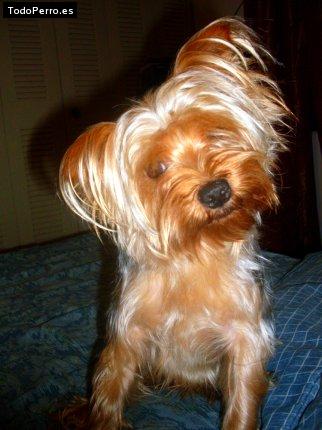 La foto del perro