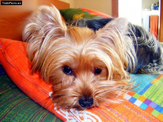 La foto del perro