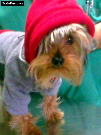 La foto del perro