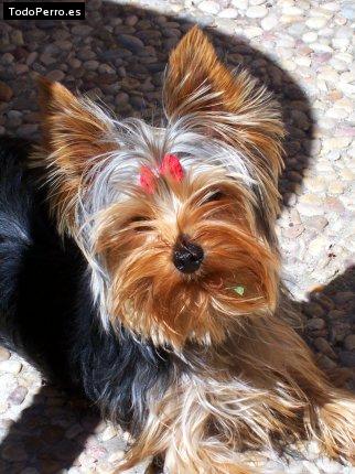 La foto del perro