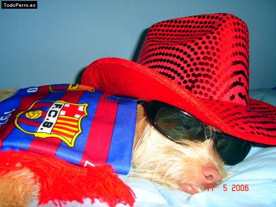 La foto del perro