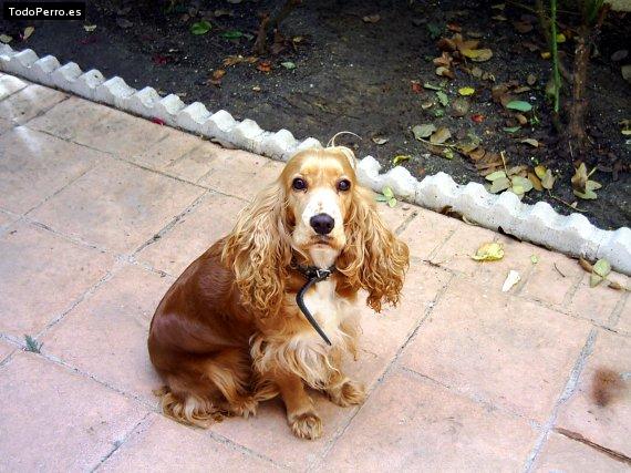 Foto del perro Yuka