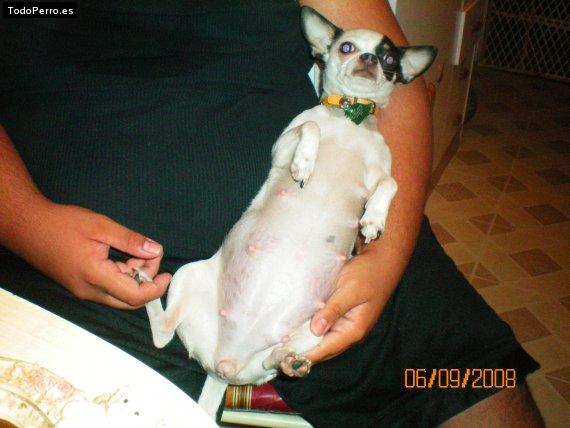 La foto del perro