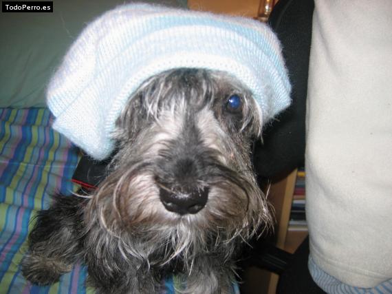 La foto del perro