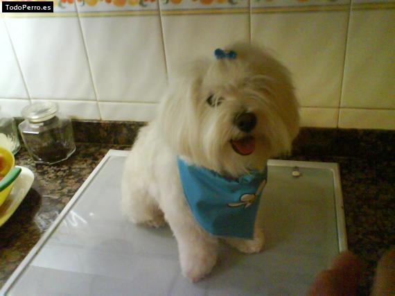 La foto del perro