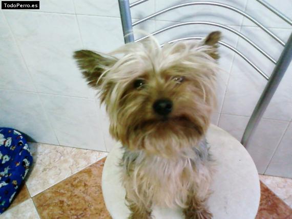 La foto del perro