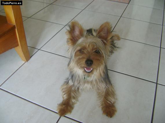 La foto del perro