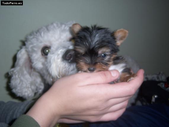 La foto del perro