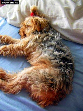 La foto del perro